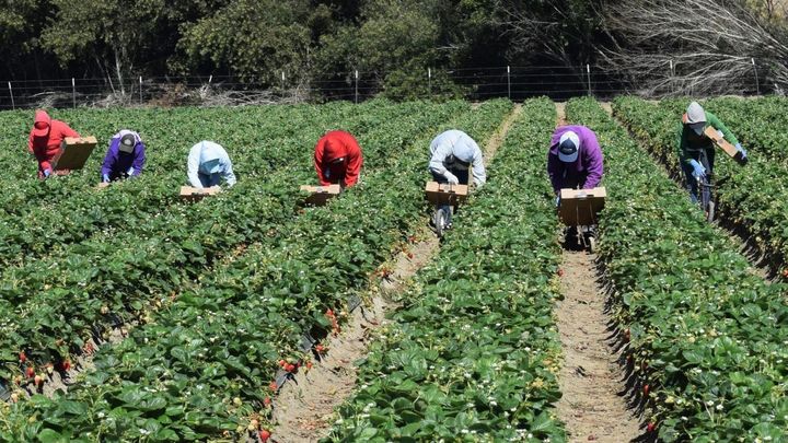 Sweaters for Farmworkers #thankyoufarmworkers campaign photo, 1 of 3