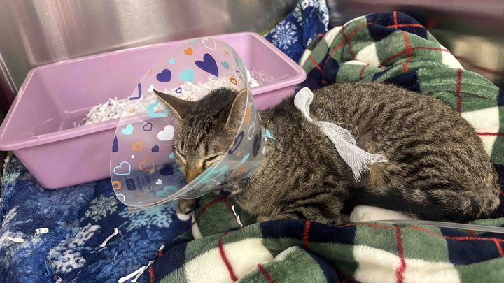 Help Pay Dash’s Surgery Bill campaign photo, 1 of 8