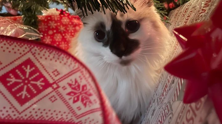 Donate to Save Marshmello's Happy Life campaign photo, 1 of 5