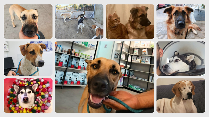 From Survival to Safe Homes: Supporting Rescue Dogs & Cats campaign photo, 1 of 8