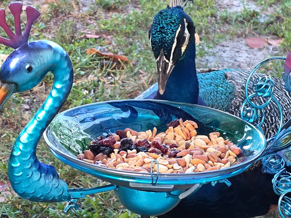 Help Save Prosciutto the Peacock campaign photo, 1 of 7