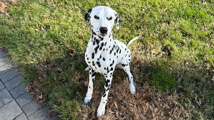 Help Dallas Recover from Life-Saving Surgery campaign photo, 1 of 6