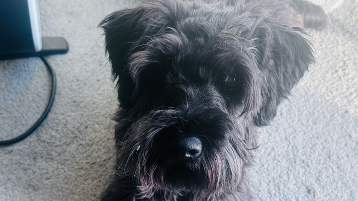 Help cover outstanding vet bills for Odie campaign photo, 1 of 5