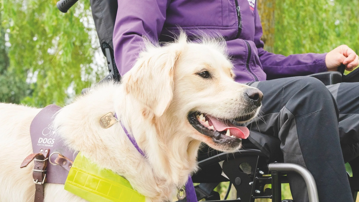 Taking the Leap for Dogs for the Disabled ! campaign photo, 1 of 4