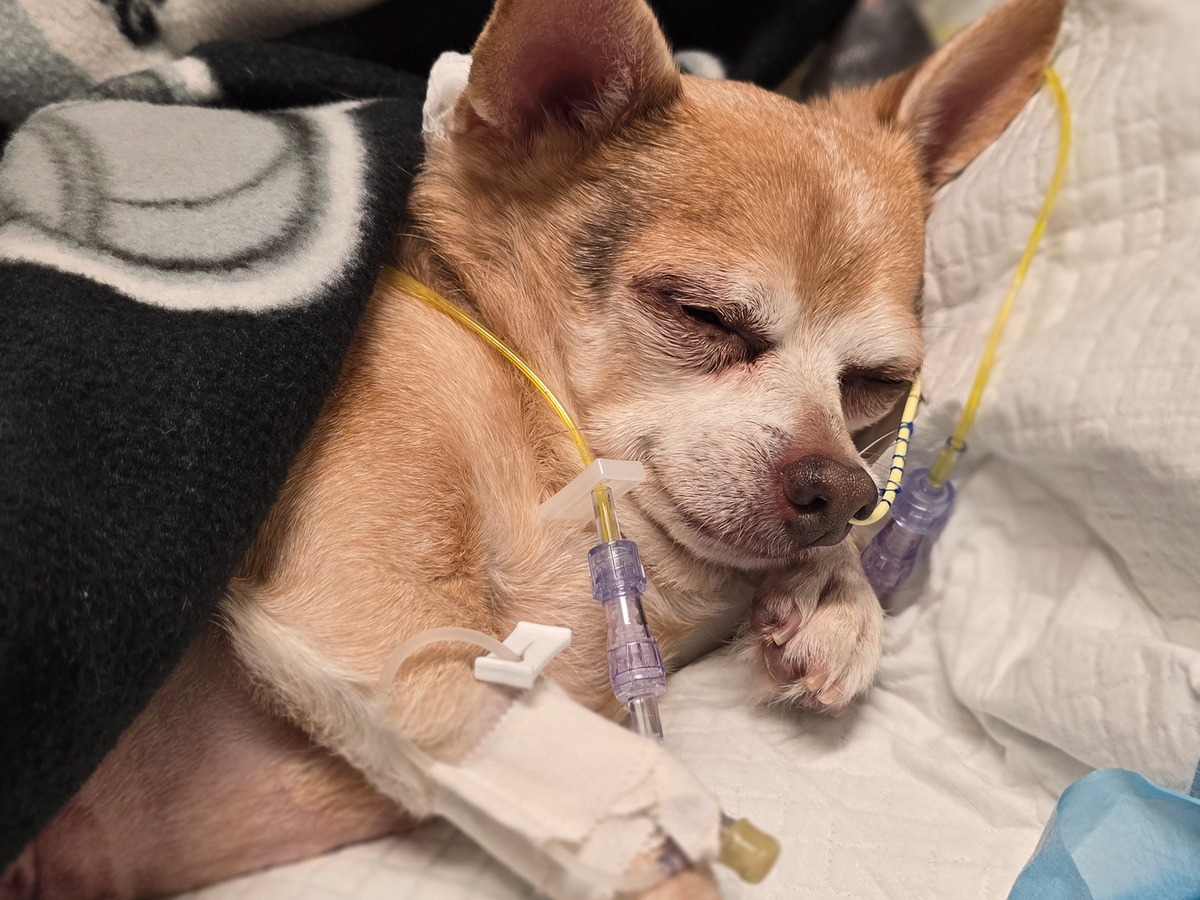 Save Gauge: Help with Life-Saving Surgery campaign photo, 1 of 3