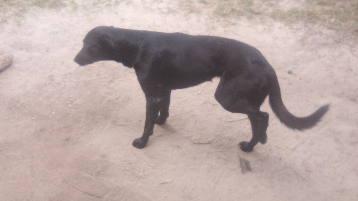Help for Maple. A hit and run Victim. My Service Dog campaign photo, 1 of 5