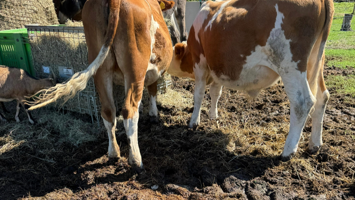 Foto della campagna Insieme per un terreno asciutto e sicuro per gli animali, 1 di 5