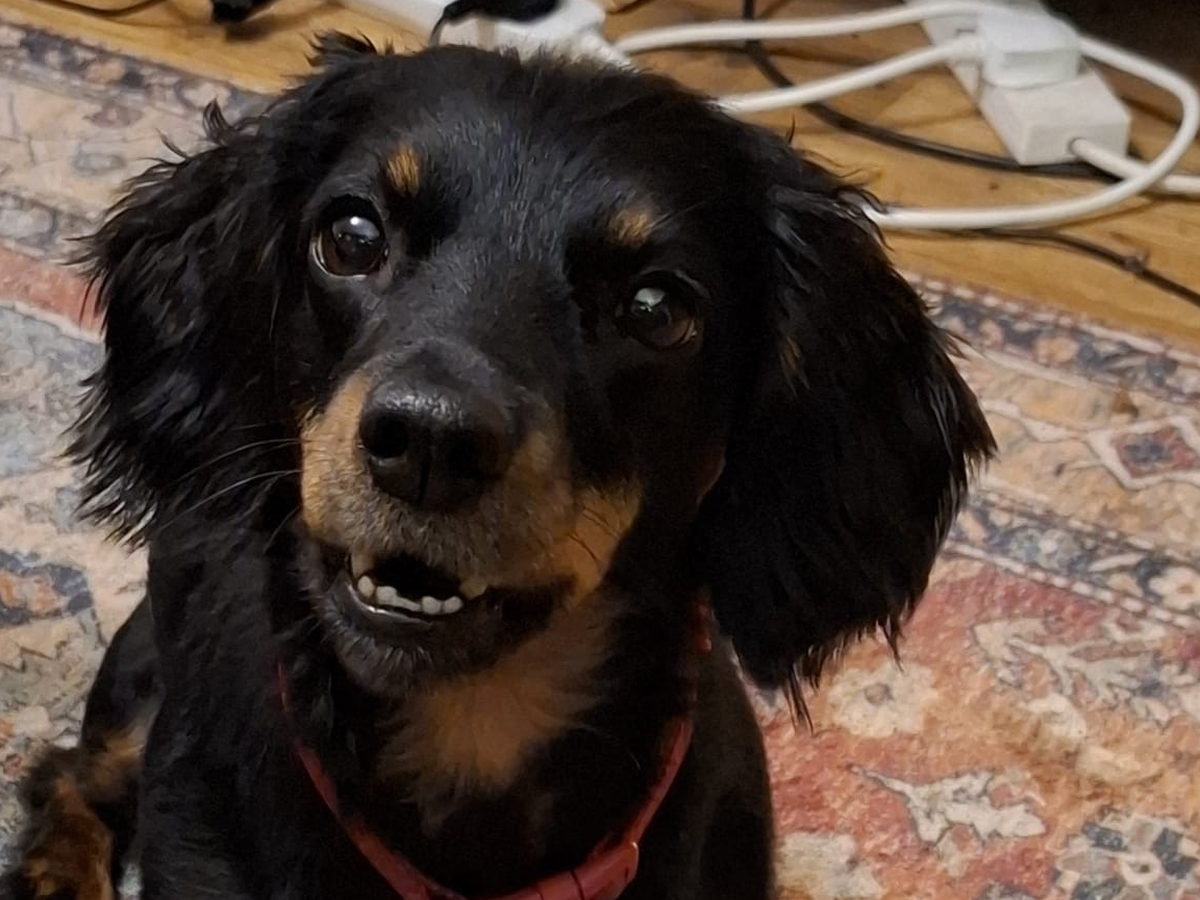 Fundraiser for Dan Rudham by Ruth H : Help Us Save Misty’s Heart