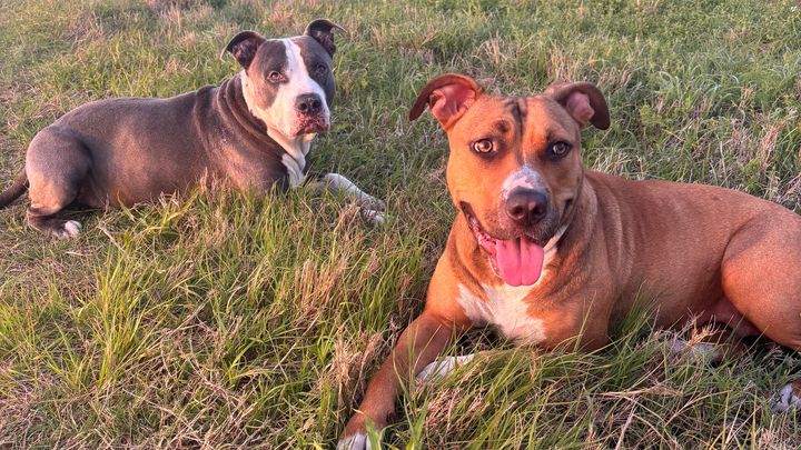 help potato get TPLO surgery campaign photo, 1 of 5