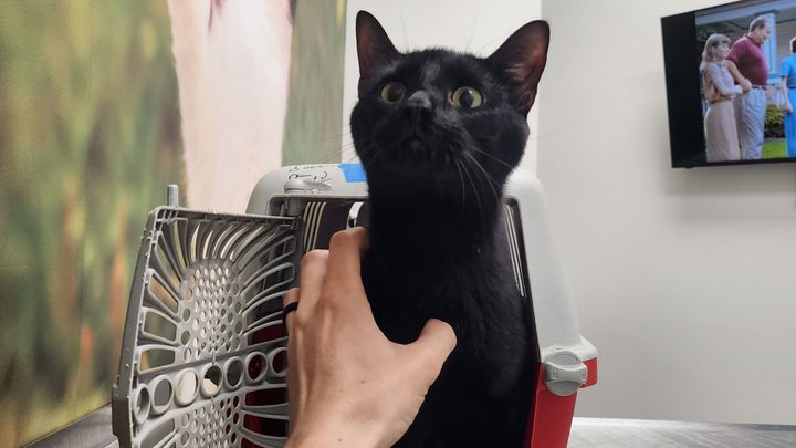 Help Save Bugs, Our Beloved Support Kitty campaign photo, 1 of 7