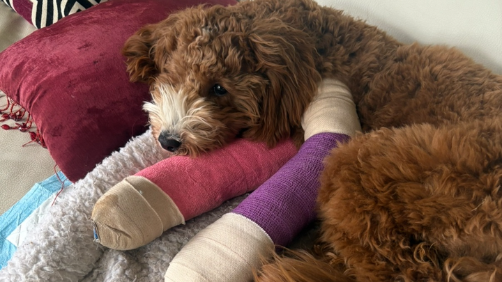 Help Charley Walk Again campaign photo, 1 of 4
