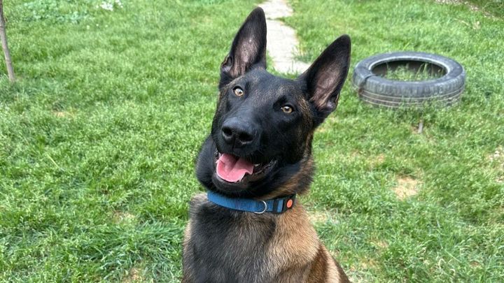 Leo, cucciolo Malinois, e la sua displasia da curare campaign photo, 1 of 8