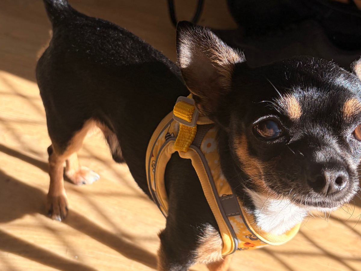 OLLIE’S SURGERY campaign photo, 1 of 7