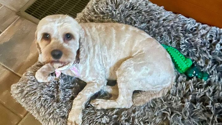 Support My Girl’s Recovery from Emergency Surgery campaign photo, 1 of 6