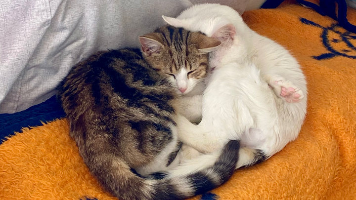Donate to Care for Rescued Cats Jack and Ginny campaign photo, 1 of 6