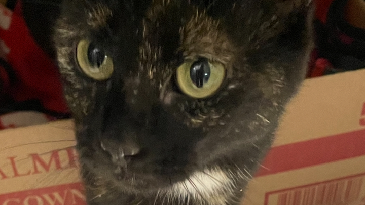 Support Feral Friends of Millsboro's Mission campaign photo, 1 of 3