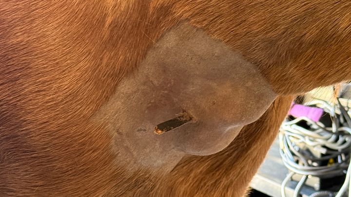 Help Tyrell's Horse Recover After Accident campaign photo, 1 of 6