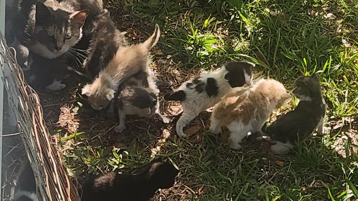 JaxCats.org needs your help supporting our feline friends! campaign photo, 1 of 7