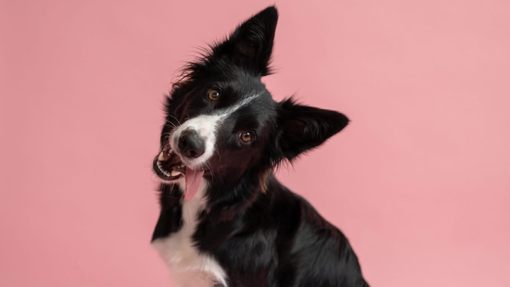 Help Sprinkles Heal: Emergency Vet Care Needed campaign photo, 1 of 5