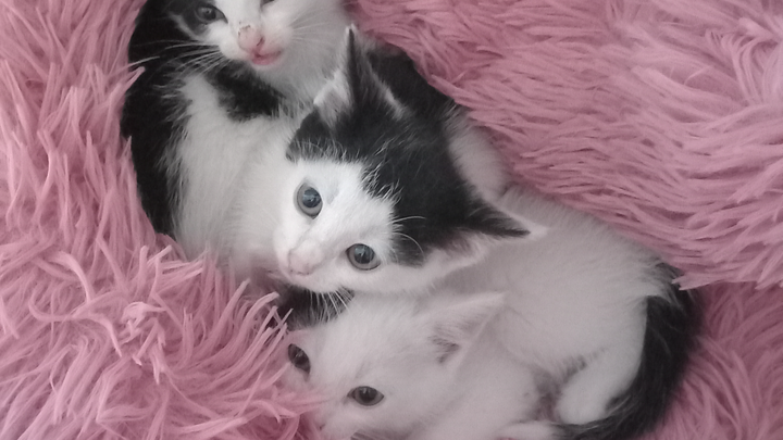 Hilfe für Traumakatzen campaign photo, 1 of 3