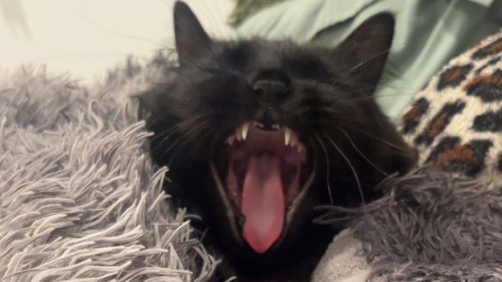 Help Nelly on her hopeful recovery from electrocution campaign photo, 1 of 6
