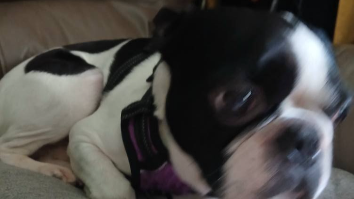 Legal Defense Fund, Help Rescue Dogs & Cats, Job Stress campaign photo, 1 of 8