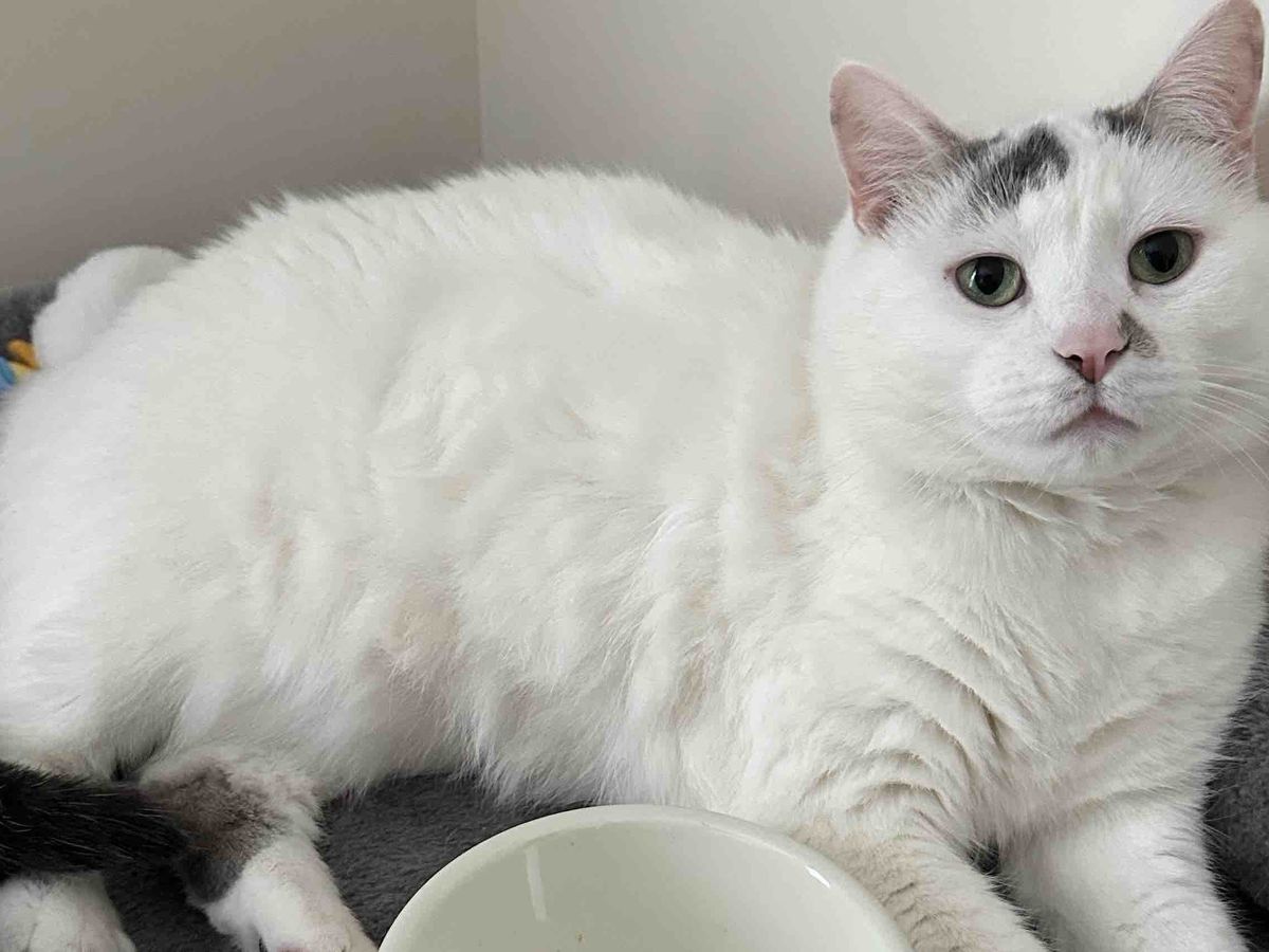 Fundraiser by Shelby Ellen : Help Support Ollie’s Medical Fund
