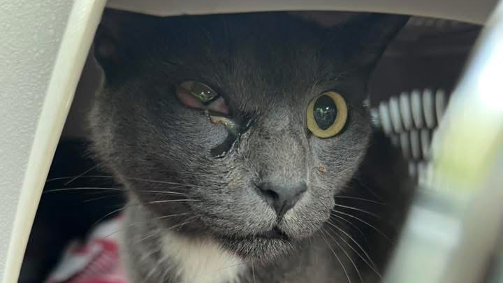 Nova’s Second Chance: Support Her Vet Care campaign photo, 1 of 7