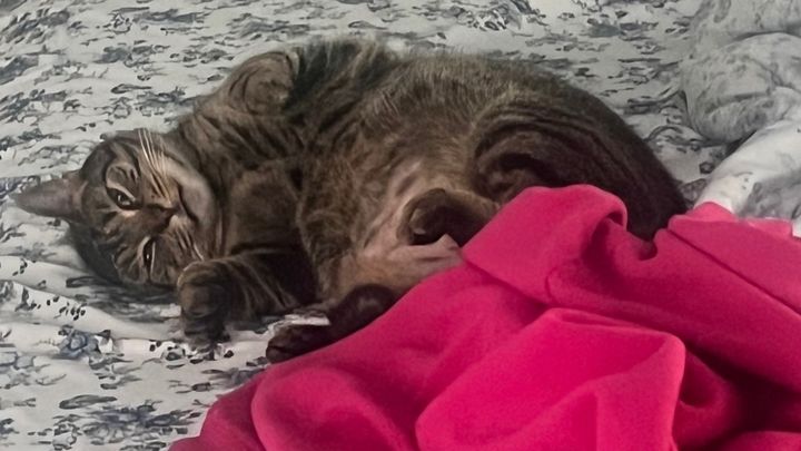 Help Samantha the Cat Fight Diabetes campaign photo, 1 of 8
