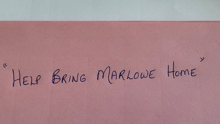 Bring Sweet Marlowe Home campaign photo, 1 of 4