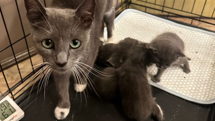 Help Rescue & Foster Bathroom Wall Kittens campaign photo, 1 of 7