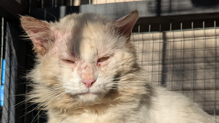 Help dumped cat Max start a new life campaign photo, 1 of 6