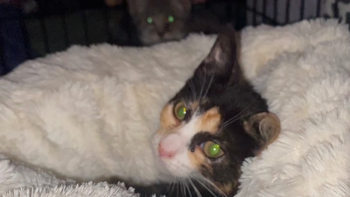 Help Rescue Stray Cats campaign photo, 1 of 8