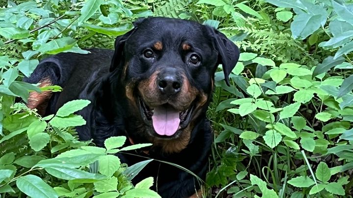 Foto della campagna Help Save Hemi’s Life with Urgent Surgery, 1 di 8