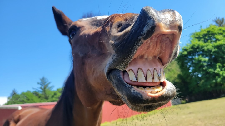 Farrier Care for Our Horses campaign photo, 1 of 4