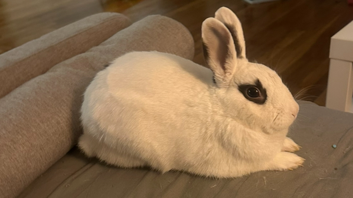 Surgery for Rescue Rabbit Cream Cheese campaign photo, 1 of 7