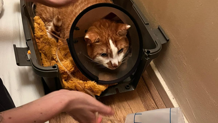 Please help us pay cat Jake's life saving veterinary bill! campaign photo, 1 of 8
