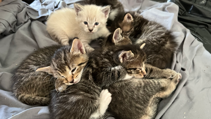 Help Stray Kittens Get Vet Care campaign photo, 1 of 8