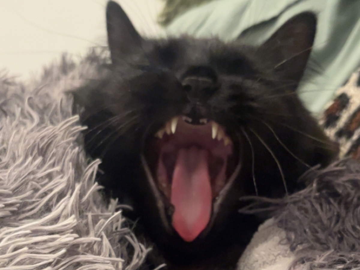 Help Nelly on her hopeful recovery from electrocution campaign photo, 1 of 6