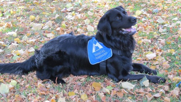 Ramses, the servicedog, needs two surgeries! campaign photo, 1 of 2