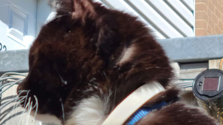 Please help save my baby Missy campaign photo, 1 of 5