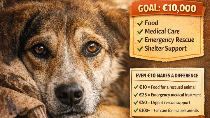Kampagnen-Foto für Tierschutz Hunde in Bosnien, 1 von 3