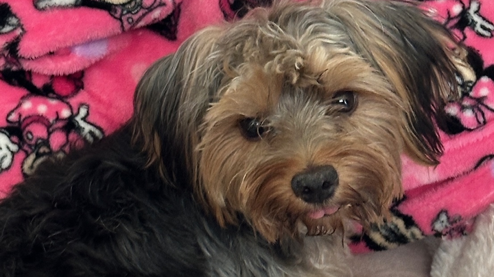 Non-profit animal rescue needs help campaign photo, 1 of 6