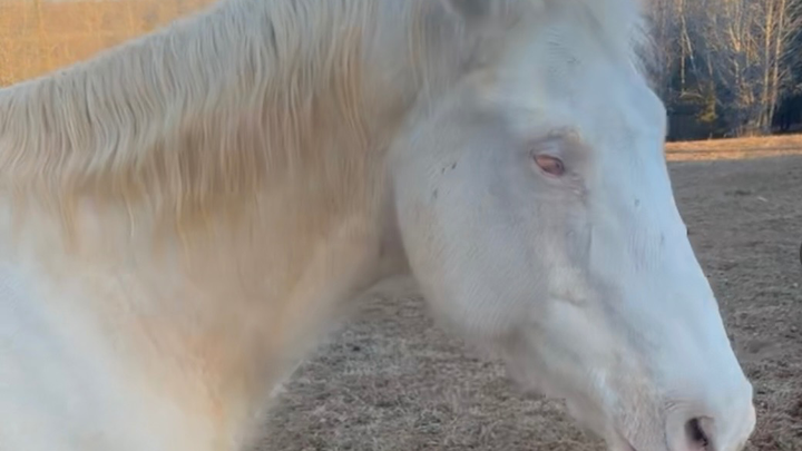 Help Us Protect Chloe’s Home: A Safe Pasture for Our Blind R campaign photo, 1 of 7