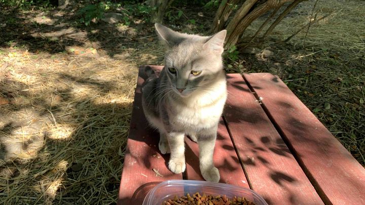 Help Spay and Neuter Cats in Need campaign photo, 1 of 7