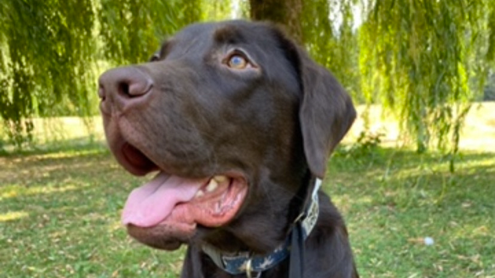 Clementine's emergency surgery campaign photo, 1 of 5