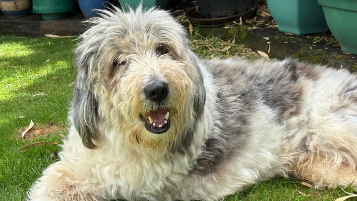 Help save Tobi, who needs a life saving operation campaign photo, 1 of 3