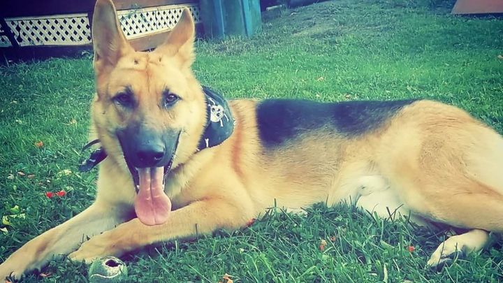 Please help Bruno campaign photo, 1 of 2