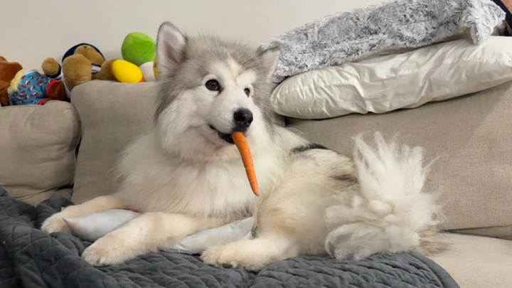 Kenneth Needs Your Help: Fund His TPLO Surgery campaign photo, 1 of 8