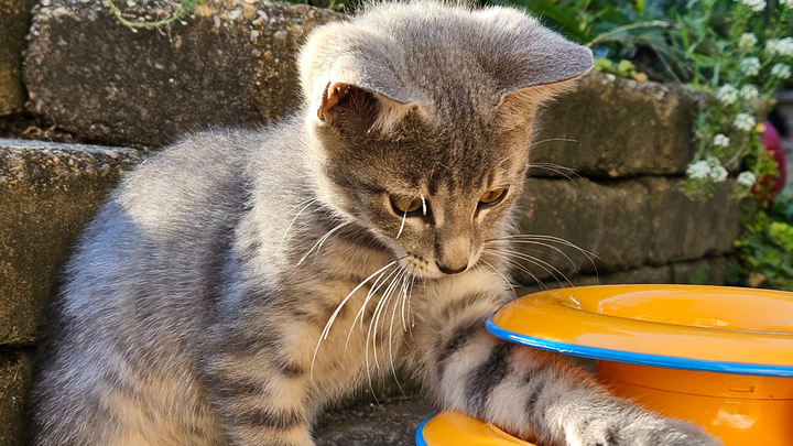 Help the wee muffins get vaccinated and neutered. campaign photo, 1 of 5